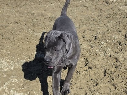 Schöner und lieber 11 Monate junger Cane Corso Rüde abzugeben
