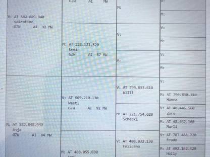 Bild 4:Steirerschecken Zuchtbock