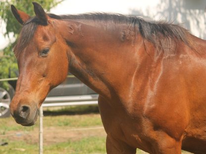 Bild 2:Furioso (Ungarisches Halbblut) Stute