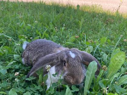 Bild 2:Deutsche Widderhäsin