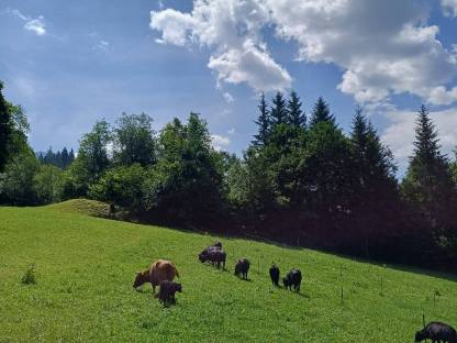 Bio Dexter Kälber und Kalbinnen
