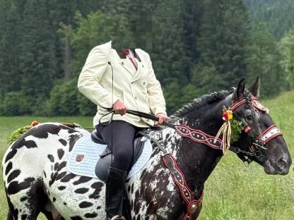 Noriker schwarzfleckiger Wallach