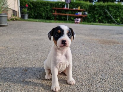 Parson Russell Terrier Welpen FCI Papiere
