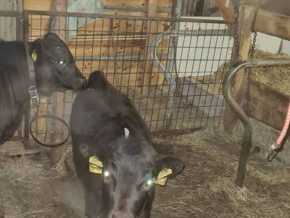 Bild 3:BIO Dexter Kalbinnen