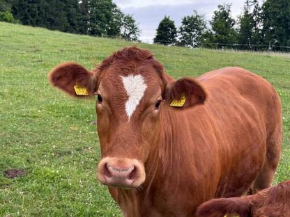Bio Kalbin mittelträchtig