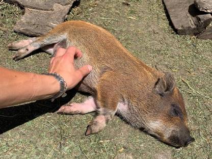 Bild 2:Minihängebauch-Schweine