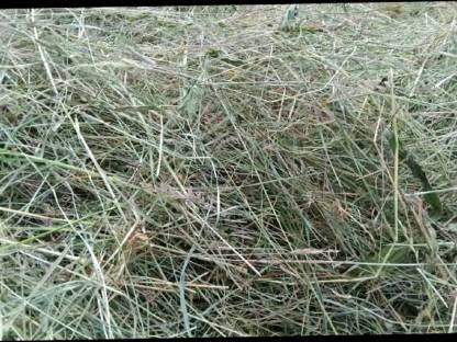 Bild 3:Heu in Rundballen Pferdeheu zu verkaufen