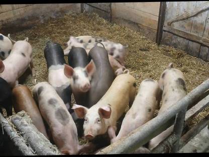 Ferkel mit ca. 30 kg