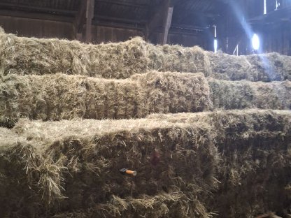 Bild 3:Heu 1. Schnitt 2025