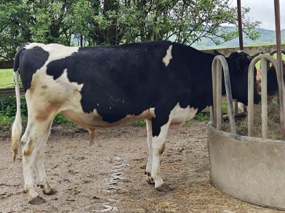 Bild 2:HF Stier 20 Monate