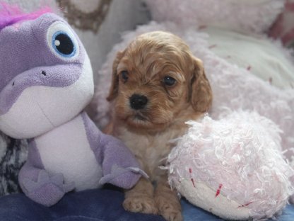 Bild 2:American Cockerpoo's