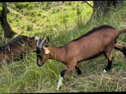 Ziegenbock Mischling