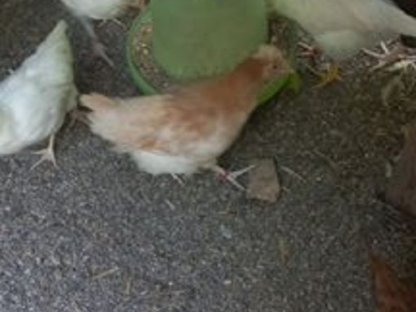 Bild 3:Sulmtaler Hühner