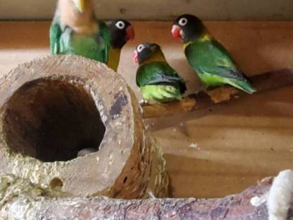 Bild 2:Wellensittich und Agaporniden