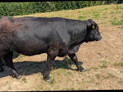 Galloway Kalbinnen und Stiere