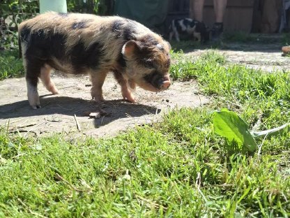 Verkaufe Kune Kune Ferkel