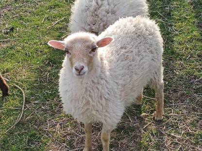 Bild 5:Ouessantschafe