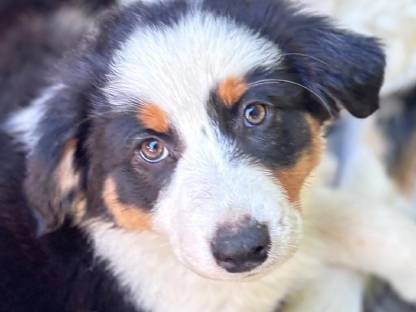 Australian Shepherd Welpen, bunt, süß, reinrassige Eltern