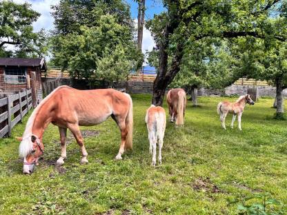 Bild 5:Schönes Haflinger Hengstfohlen