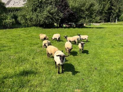 Bild 7:Shropshire Lämmer W/M