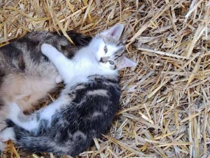 Katze