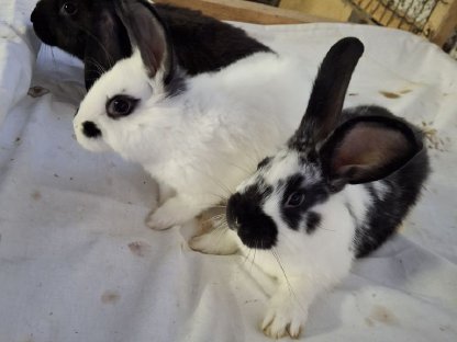 Bild 3:Kaninchen, Fleischhasen/Schlachthasen