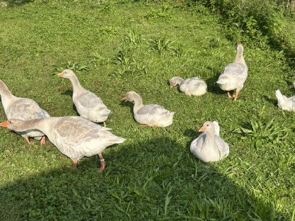 Gänse,Wyandotten,Brahma,Zwergseidis,Amrocks, Bruteier