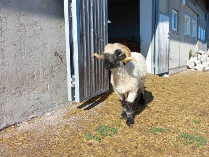 Bild 2:Walliser Schwarznasenschafe