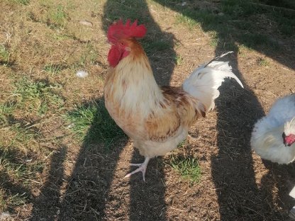 Bild 5:Sulmtaler Hähne, andere Hähne