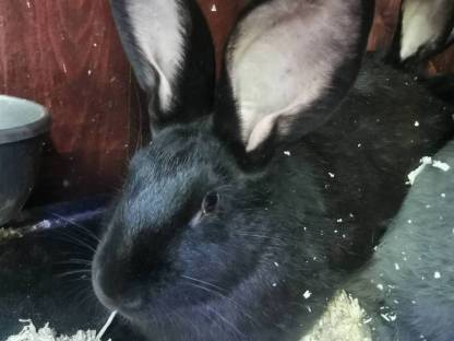 Bild 3:Deutsche Riesenscheck Häsin 2025