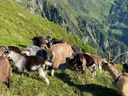 Bild 3:Passeirer Goas