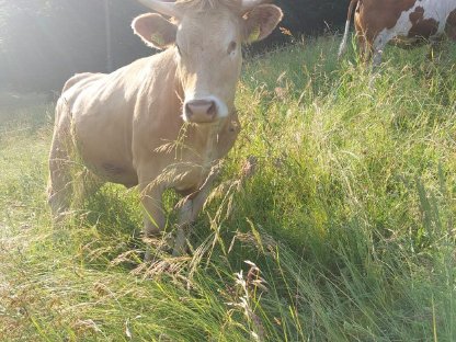 Verkaufe brave Kalbin