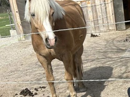 Nervenstarker Haflinger