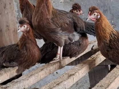 Bild 6:Altsteirer und Sulmtaler Jungtiere