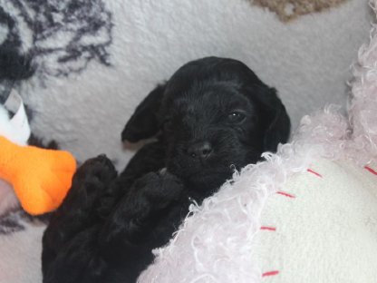 Bild 4:American Cockerpoo's