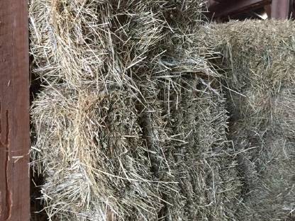 Bild 2:Grobe Kleinballen Heuballen vom ersten Schnitt 2023