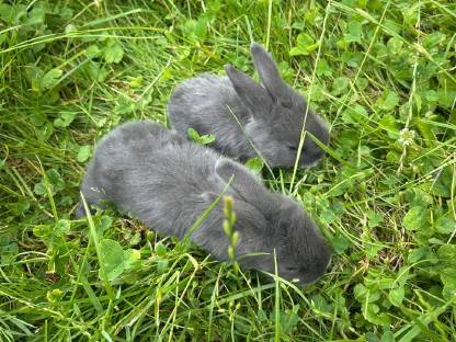 Bild 3:Junge Deutsche Riesen Fleischhasen