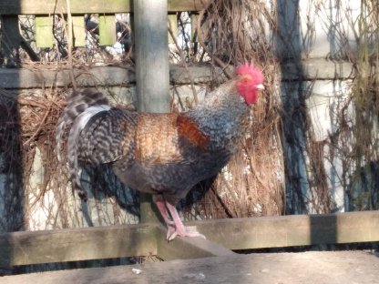 Bild 6:Waidhofen/Thaya: Hahn sucht Hennen