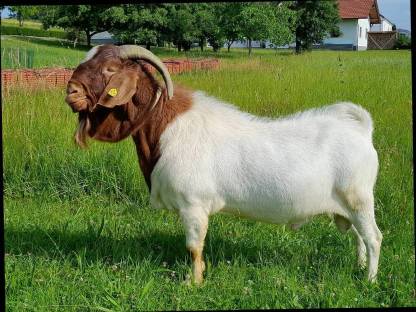 Burenziegenbock