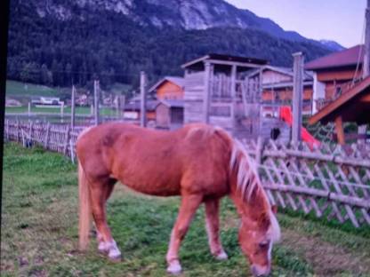 Haflinger