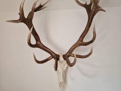 Ankauf von Jagdtrophäen, Geweihen, Trophäen
