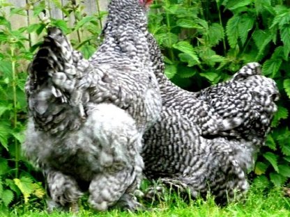 Bruteier Brahma Sperber gesperbert große Rasse