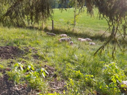 BIO-Ferkel