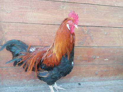 Bild 4:Sulmtaler Hähne, andere Hähne