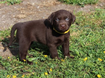 Labrador-Welpen reinrassig mit Ahnentafel - Grau und Braun