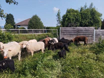 Verkaufe Schafherde
