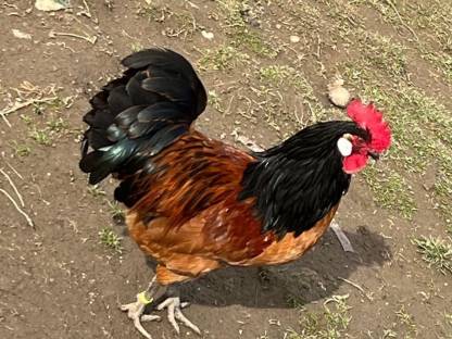 Bild 6:Vorwerk Bruteier