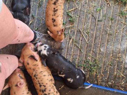 Bild 4:Kune Kune Herdbuch-Schweine