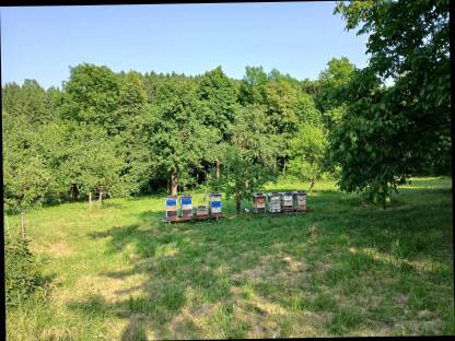 Honig