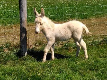 Bild 3:Barockesel Hengst, Zuchtstuten, Jungstuten, Junghengste